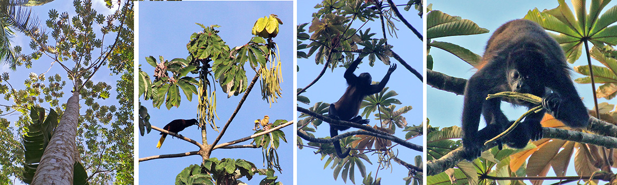 Looking up a cecropia tree (L), oropendola feeding on hanging cecropia fruits (LC), howler monkey reaching for cecropia fruit (RC), and eating the long fruits (R).