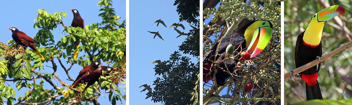 Montezuma oropendolas constructing nests (L), green macaws flying overhead (LC), keel-billed toucan eating palm fruit (RC) and sitting in a tree (R).