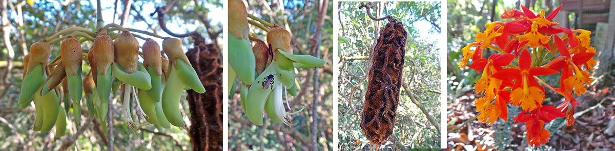 Native vine, Mucuna sp. or chandelier vine in the bean family, with green, bat-pollinated flowers (L and LC) and brown seed pods (RC) hanging on long, rope-like stems. Native terrestrial orchid Epidendrum radicans (R).