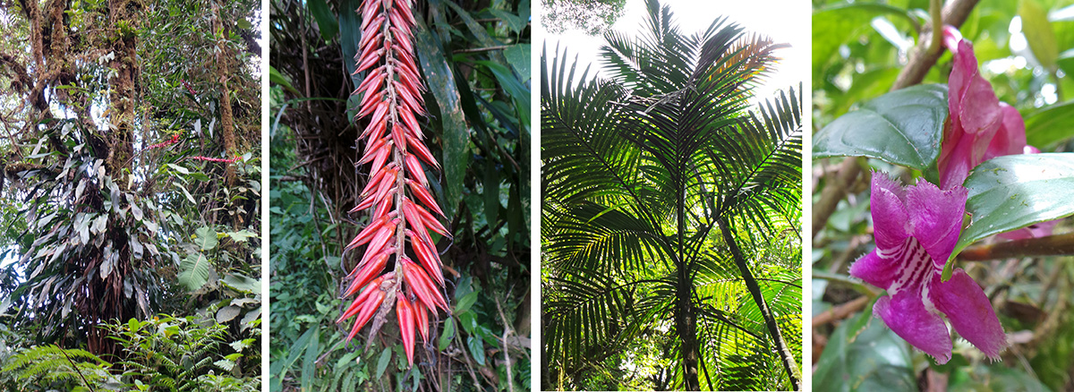 Blooming bromeliad Pitcairnia brittoniana on a tree (L) and inflorescence (LC), palm Prestoea sp. (RC), pink flower of Drymonia conchocalyx.