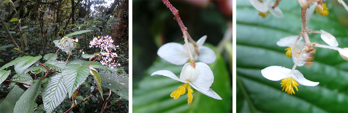 Begonia cooperi plant (L), female flower (C), male flower (R).