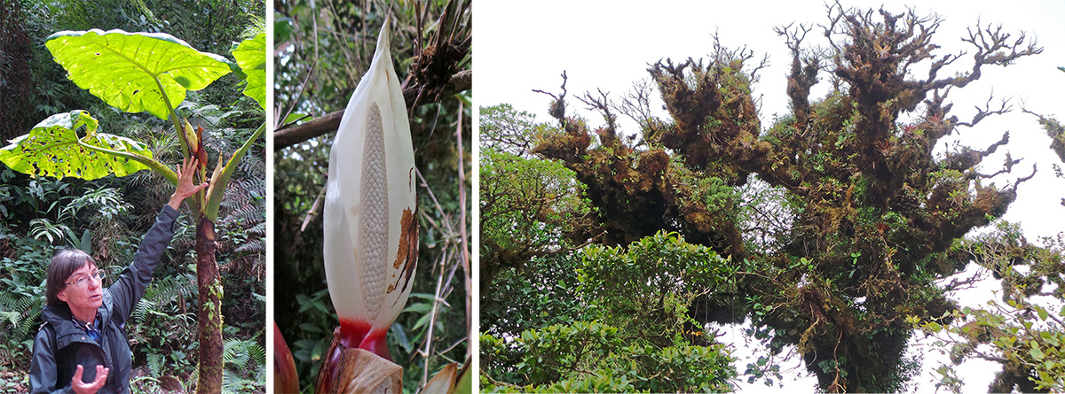 Willow points to the inflorescence of a Zanthosoma (L), the flower closeup (C) and moss and epiphyte covered tree (R).