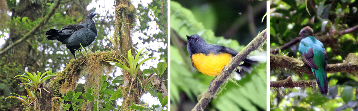 Black guan (L), redstart (C) and female resplendent quetzal (R).