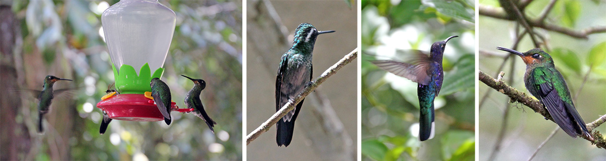 Hummingbirds flock to the feeders (L), green crowned brilliant (LC), violet sabrewing in flight (RC), juvenile black-throated mountain gem (R).