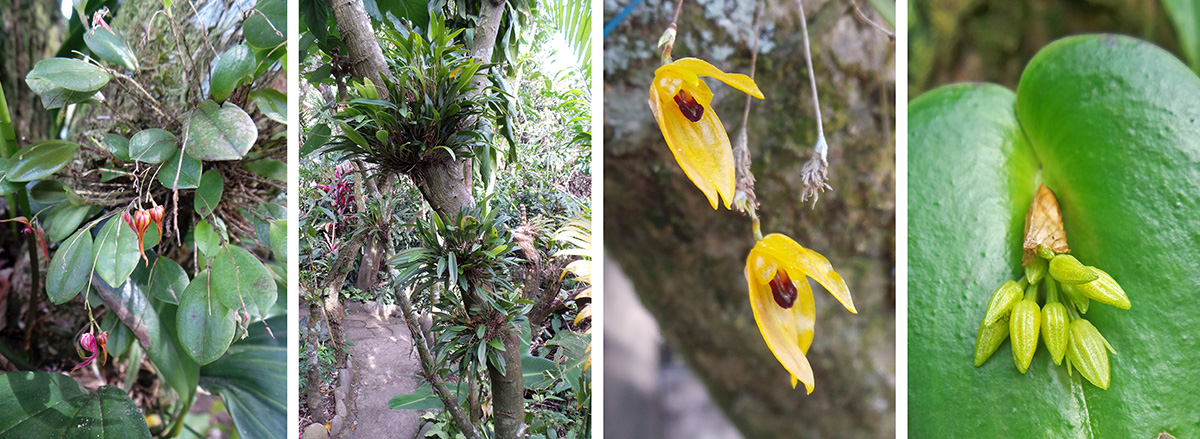 Leptanthes horrida (L), orchids growing on the small trees (LC), Speelinia leterina flowers (RC), Pleurothalis phyllocordia (R).