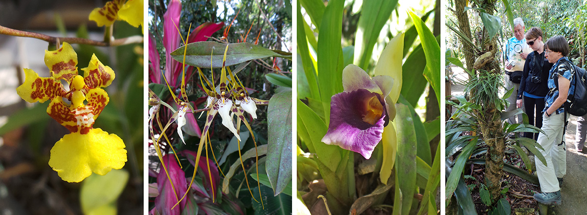 An oncidium flower (RC), Brassia arcuigera (LC), C. discolor (RC), Dan, Kari and Willow look at orchids (R).