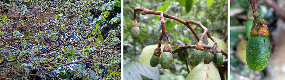 Aguacatillo (“little avocado”, Ocotea sp. ) tree (L), and fruits (C and R).