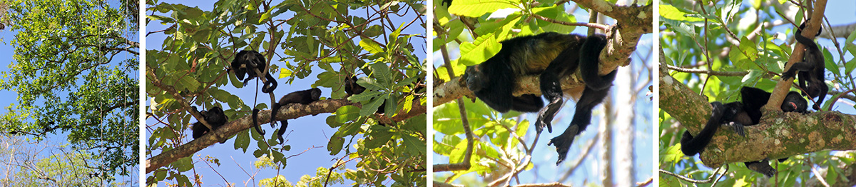 Howler monkeys in a tree (L), a group of monkeys (LC), hanging out on a branch (RC), and mom and baby (R).