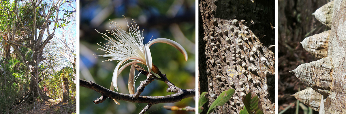 Spiny cedar (Bombacopsis quinatum) tree (L), flower (LC), tree trunk (RC) and spines (R).