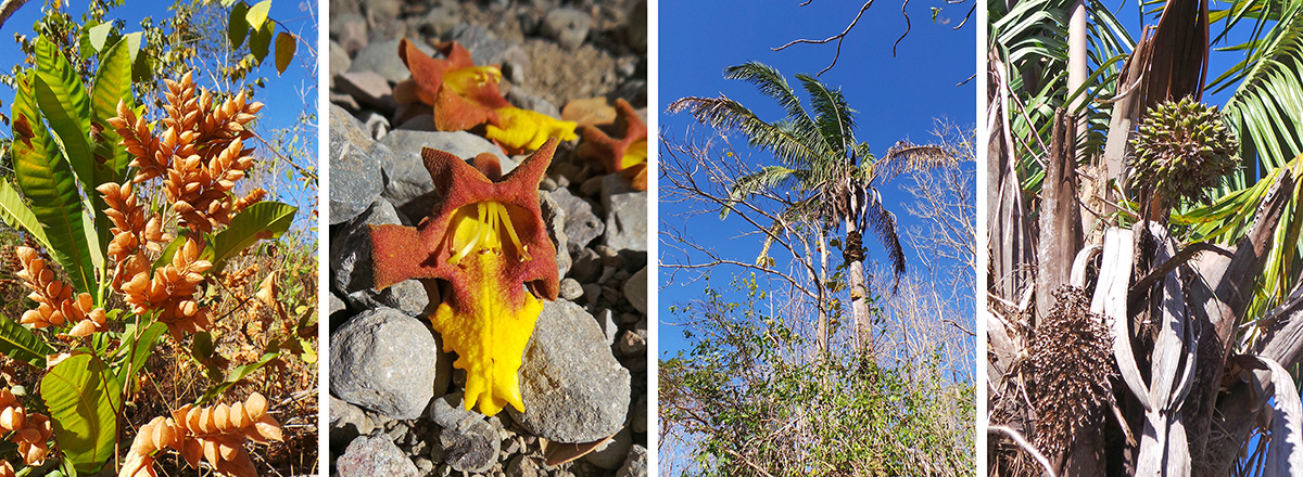 Brown bracts of Flemingia strobilifera (L), unknown tree flower (LC), palm Scheelea rostrata (RC) and its fruits (R).