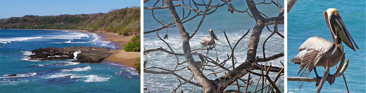 Coastline (L), pelicans in plumeria tree (C), brown pelican (R).