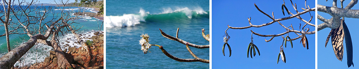 Old plumeria trunks sticking out over cliff above the ocean (L), plumeria flowers (LC), plumeria fruits (RC), and seeds in opened fruit (R).
