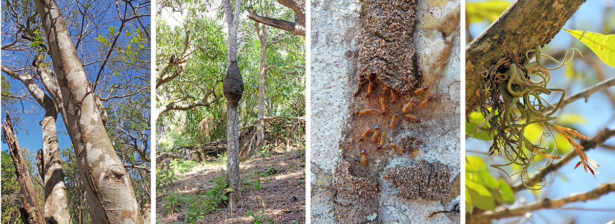 Termite trails go up a tall tree (L), black termite nest in small tree (LC), termites exposed in their covered trail (RC); bromeliad Tillandsia caput-medusa in a calabash tree (R).