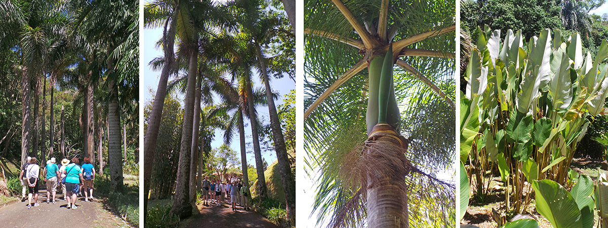 The group heads down the road (L) under the Cuban royal palms (LC); royal palm crown and flower bud (RC); Calathea lutea (R).