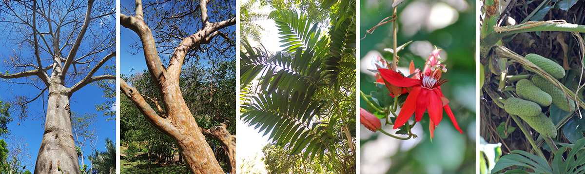 Looking up the Ceiba pentandra tree (L), guava (Psidium guajava) (LC), Chamaedorea costaricana (C), Passiflora coccinea (RC) and Monstera deliciosa fruit (R).