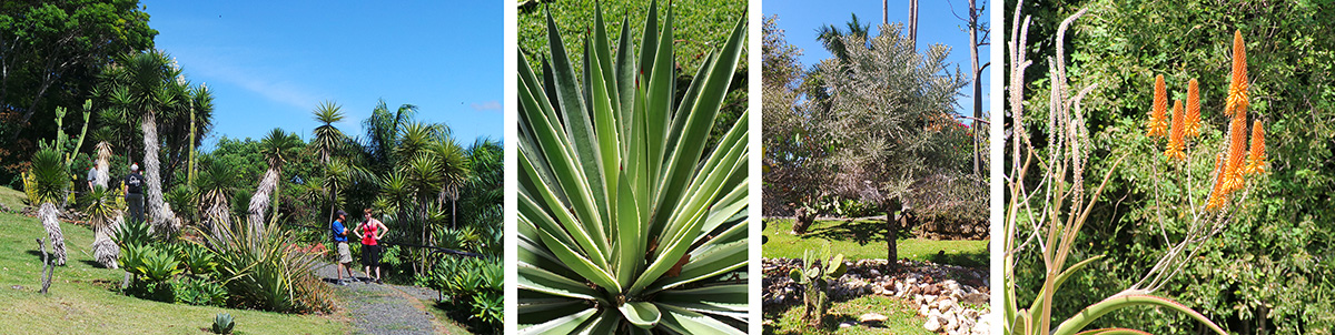 e succulent garden (L), an agave (LC), Euphorbia stenoclada from Madagascar (RC), African aloe in bloom (R).