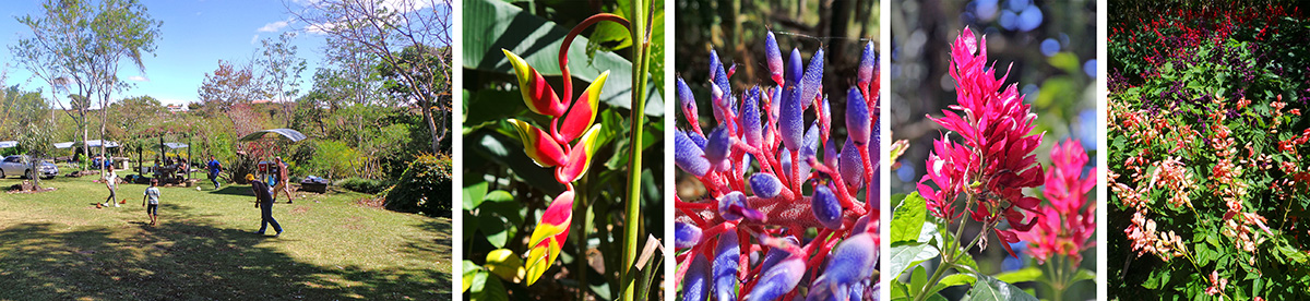 Picnickers in the garden (L), flower of Heliconia rostrata (LC), closeup of bromeliad inflorescence (C), inflorescence of Brazilian red cloak (Megaskepasma erythrochlamys) (RC), and planting of many colors of annual salvias (R).