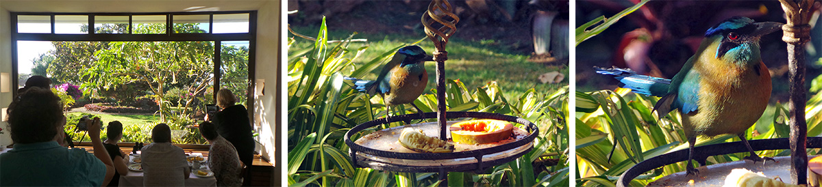 Bird paparazzi (L), the fruit feeder (C), and blue crowned motmot (R).