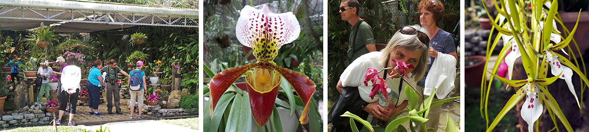 The group in the orchid showhouse (L), large paphiopedilum orchid (OC), Carol smells and orchid (RC), and showy Brassias (R).