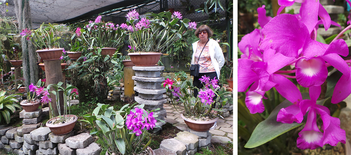 Anne looks at some of the orchids (L), including guaria morada (Guarianthe skinneri) (R).