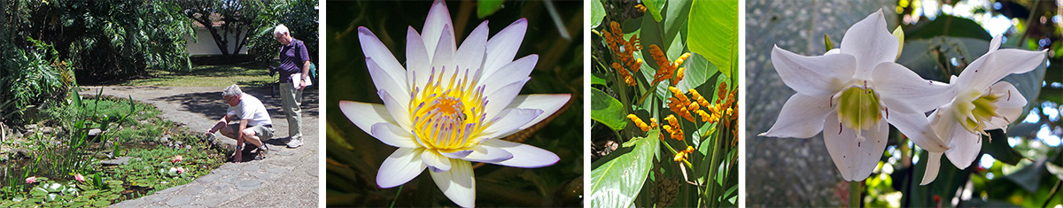 Dan and Jim admire the water lilies (L), closeup of water lily (LC), Stromanthe lutea (RC), Amazon lily, Eucharis grandiflora, flowers (R).