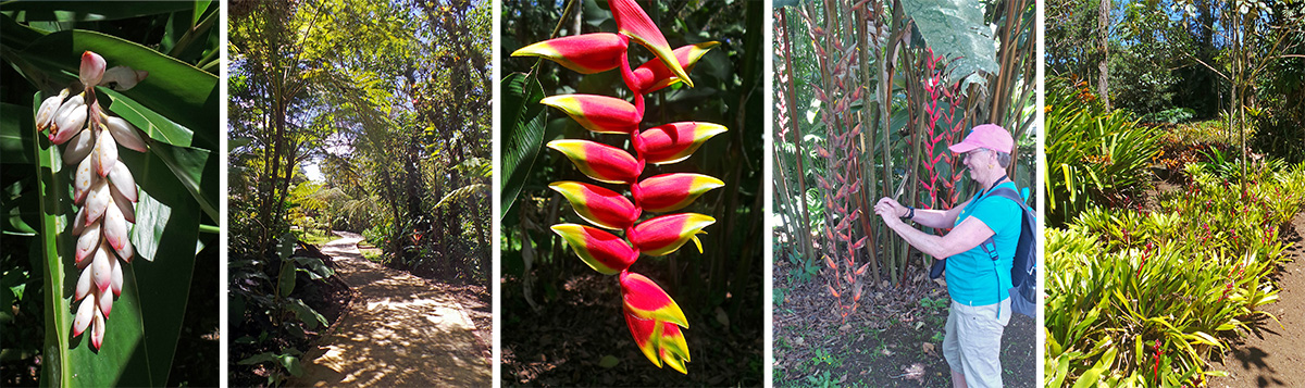 Shell ginger flowers, Alpinia zerumbet (L), walking under tree ferns (RC), flower of Heliconia rostrate (C), Cindy photographs Heliconia longa (RC), terrestrial bromeliads form a ground cover along a path (R).