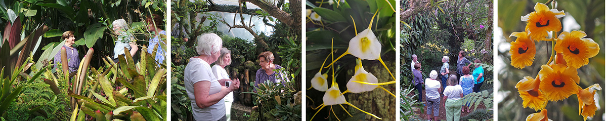 Ileana leads the group through the garden (L), tells Maureen and Carol about some of the miniature orchids (RC), Masdevallia orchid flowers (C), the group in the garden (RC), Dendrobium fimbriatum (R).