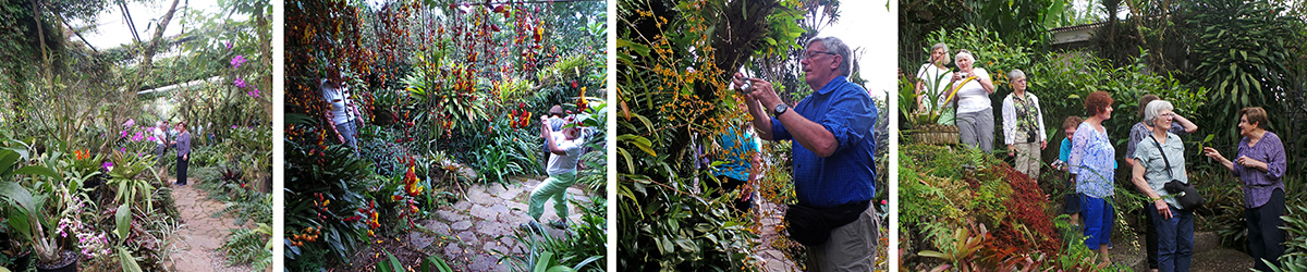 In the large orchid greenhouse (L), Carol photographs Maureen under the hanging flowers of Thunbergia mysorensis (LC), Dan photographs an oncidium orchid (RC), Ileana telling the group about some of the plants in the garden (R).