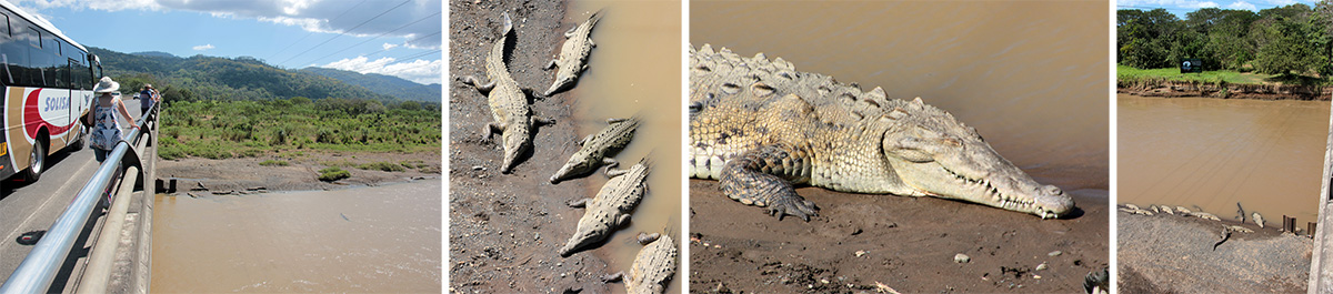 Crocodiles in the Tarcoles River.