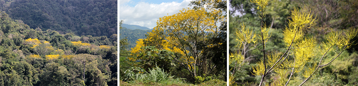 Yellow-flowering trees in the forest (L and C); infloresences of Schizolobium parahyba (R).