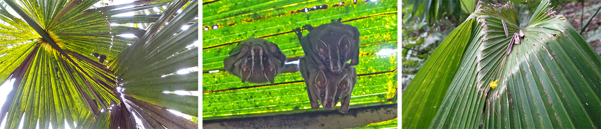 Tent-making bats roosting under palm leaves (L), tent-making bats Uroderma bilobatum (C), and upper surface of palm leaf chewed by bats to create roost (R).