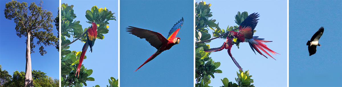 Kapok tree, Ceiba pentandra (L), scarlet macaws (LC, C, RC) and king vulture (R).