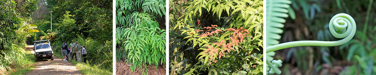 The group botanizing and birding along the road (L) and fan fern plants (LC), new foliage (RC) and tendril (R).