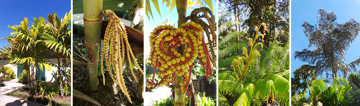 The palm Pinanga kuhlii (L), a young inflorescence (LC), older inflorescence with fruits (C), new frond of tree fern (RC) and a Caryota palm (R).