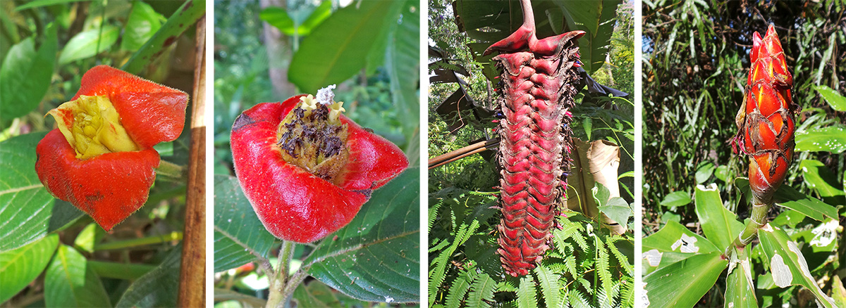 A fresh inflorescence of Psychotria spp. (L) and an older one with white flowers (LC), red inflorescence of Heliconia (RC) and spiral ginger (R).