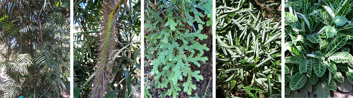 Wait-a-while palm (L) with spiny stem (LC), a selaginella (C), and the Calathea colony in sun (RC) and shade (R).