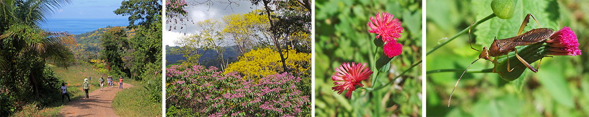 Further up the road, with nice views of the ocean (L) and blooming trees in yellow (Schizolobium parahyba)and pink (LC). Flowers of Emelia sp. (RC) and leaf-footed bug on a flower bud (R).