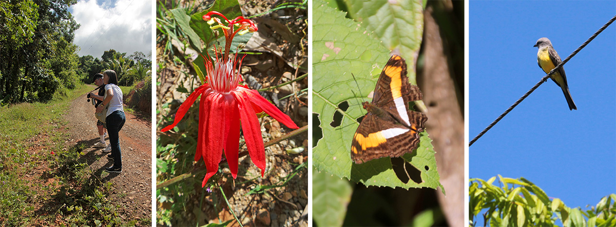 Don and Della stop on roadside (L) to look at the flower of Passiflora vitifolia (LC). Butterfly, Adelphia sp. (RC). Tropical kingbird (R).