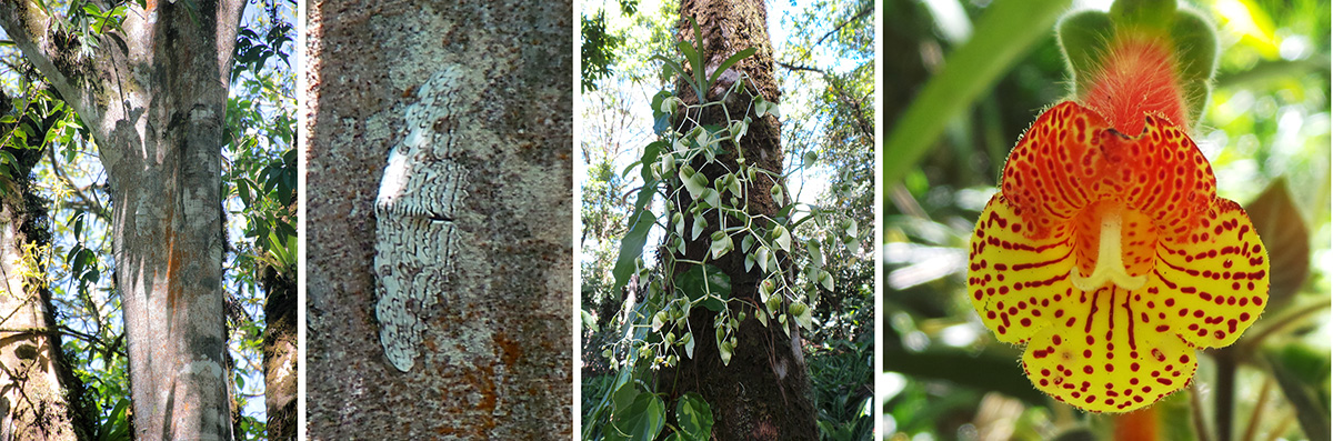 Tall tree with white witch moth on trunk (L), closeup of moth (LC), begonia inflorescence on tree (RC) and unidentified gesneriad (R).