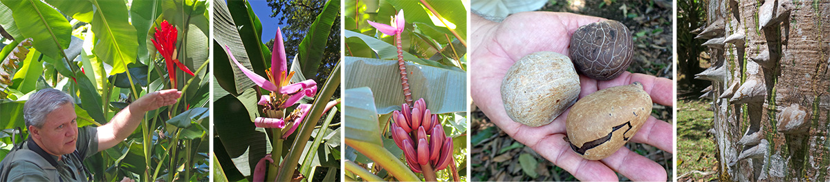 Rodolfo shows the group the fruit of Musa coccinea (L), the flowers of M. rosea (LC), the fruit and flowers of M. violacea (C), tagua nuts (RC) and thorns on Ceiba pentandra trunk (R).