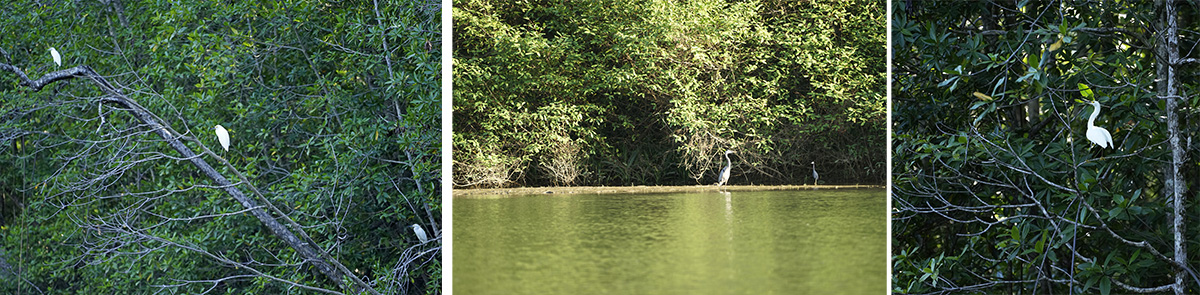 Egrets and herons in the mangrove habitat.