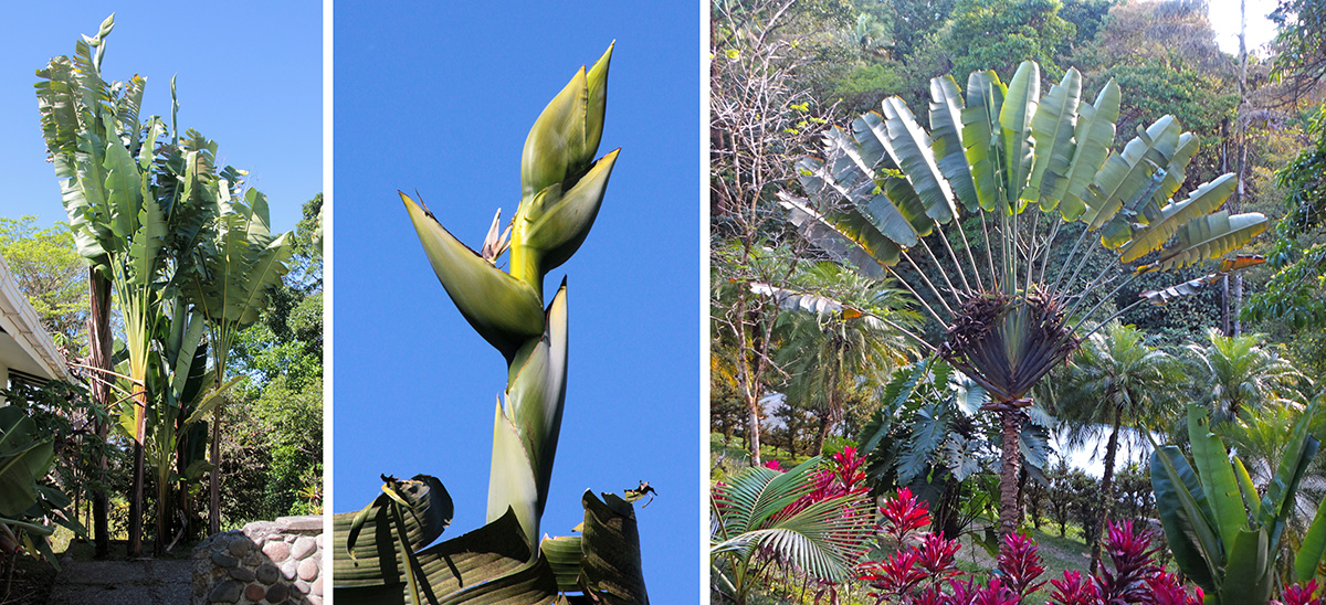 Traveler palms: Phenakospermum guyannense (L) and inflorescence (C), and Ravenala madagascarens (R).