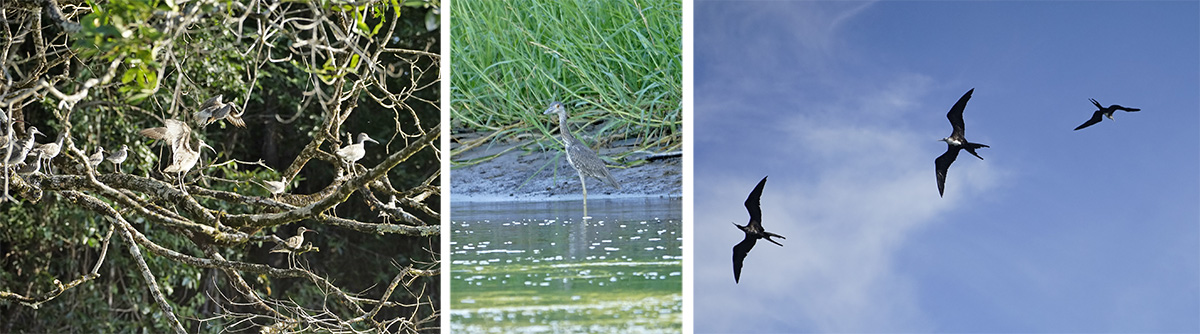 Whimbrels (L), immature yellow-crowned night heron (C), and magnificent frigate birds overhead (R).