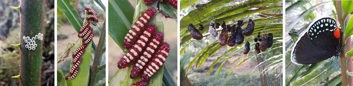 Atala butterfly, Eumaeus atala, hatched eggs (L), group of young larvae (LC) and closeup (C), pupae on underside of cycad leaf (RC) and adult female laying eggs (R).