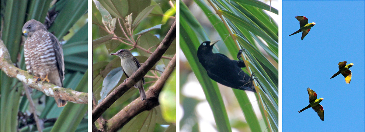 Double-toothed hawk (L), bright-rumped attila (LC), scarlet-rumped cacique (RC) and orange-chinned parakeets in flight (R).