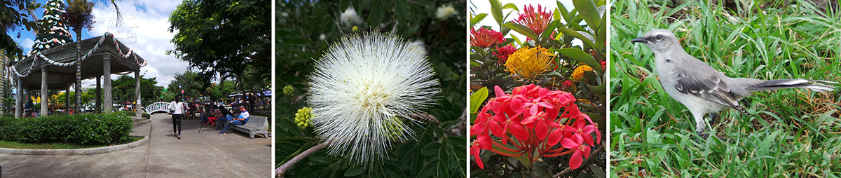 The central square (L), a white powderpuff flower (LC), three Ixora plants planted very close together to create the appearance of a multicolored shrub (RC), and tropical mockingbird (R).