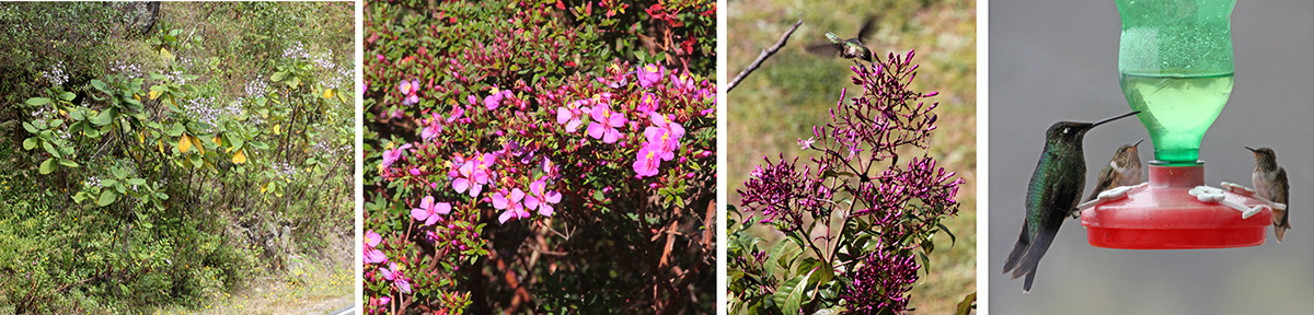Wigandia urens on roadside (L), flowers of Monocahetum amabile (LC), hummingbird feeding at Fuchsia paniculata (RC), and L-R magnificent hummingbird, scintillant hummingbird, and volcano hummingbird at feeder (R).