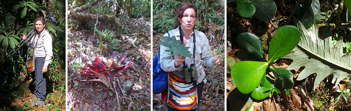 Guide Margherita tells the group about a plant (L), fallen bromeliads (LC), Margherita talks about Clusia and Bocconia (RC) based on their fallen leaves (R).
