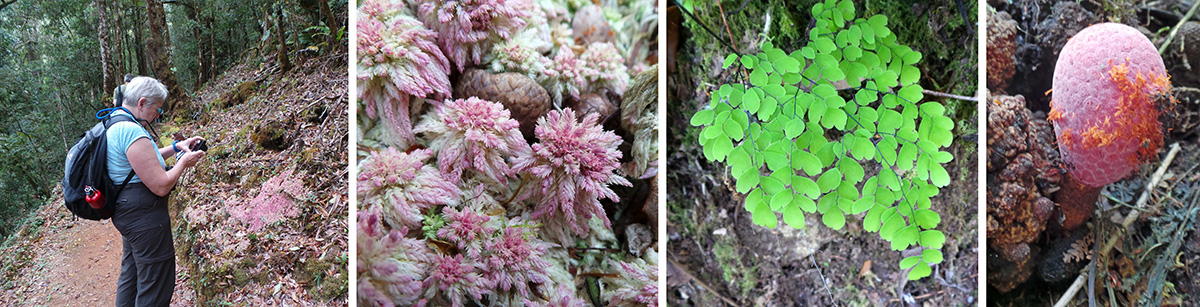 Percy photographs a patch of sphagnum moss, Sphagnum magellanicum (L), closeup of the moss (LC), Maidenhair fern (RC), and a weird parasitic plant, Helosis mexicana (R).