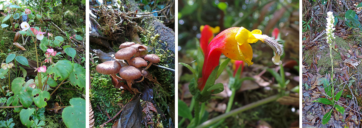Small begonia (L), mushrooms (LC), flower of Centropogon sp. (RC), and a terrestrial orchid (R).
